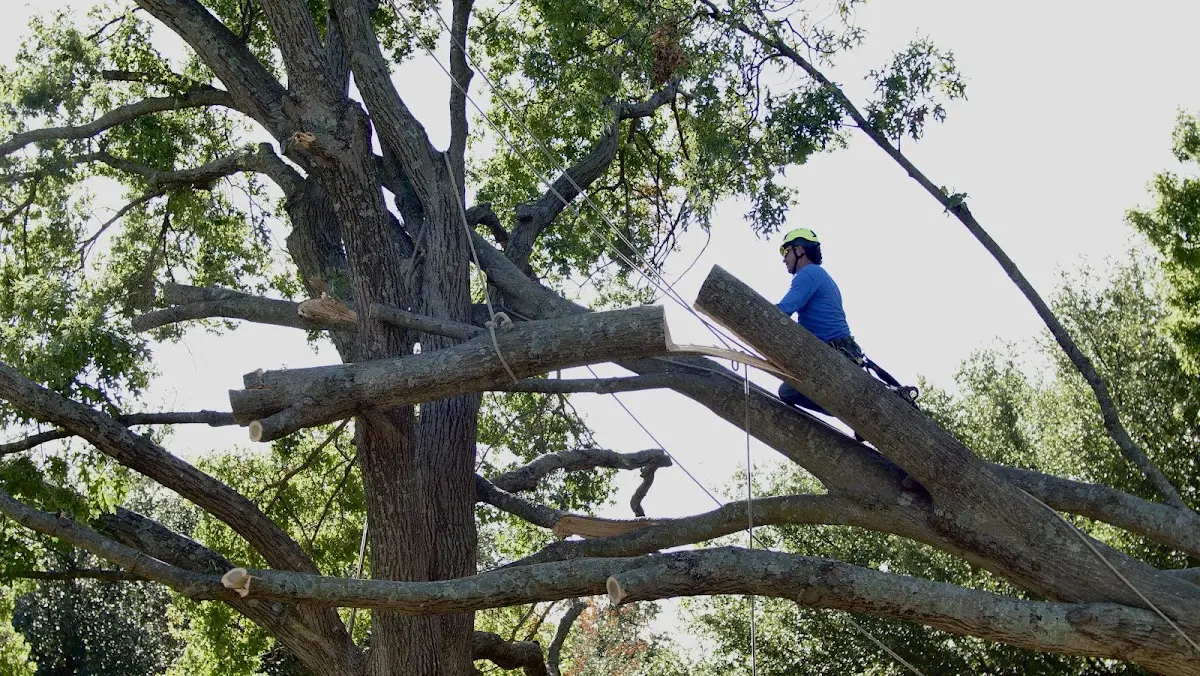 Professional Crown Thinning performed by certified arborists in Powder Springs