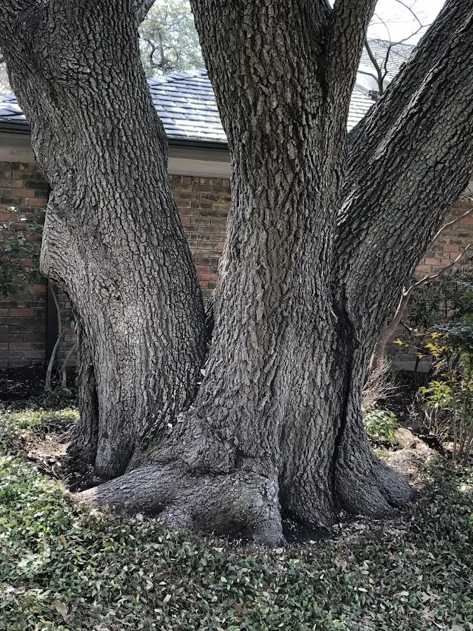 Mature heritage tree close to a Powder Springs property cared for by certified arborists